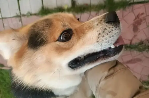 Найдена собака, Редино, фото: Найден кобель в Гигирёво, Московская обл.