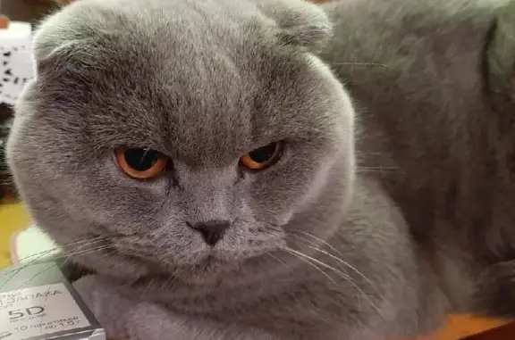 Кошки потеряшки, Москва, фото: Потеряшка шотландский кот на Бауманской, 89261554182 (Николай)