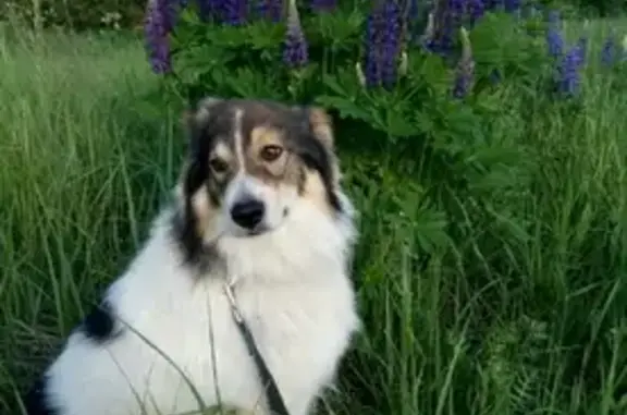 Пропала собака на Набережной, Лакинск