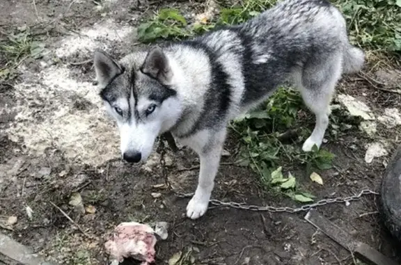 Найдена собака на Рязановском шоссе
