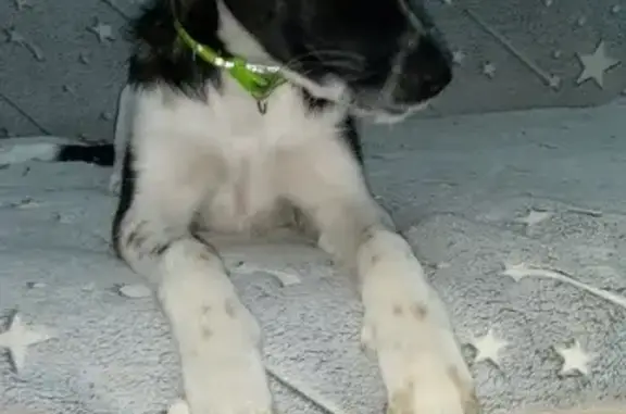 Найдена собака в зелёном ошейнике на улице Пархоменко в Новокузнецке