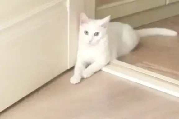 Кошки потеряшки, Казань, фото: Потеряшка белая кошка на пр. Фатыха Амирхана, 85А, Казань