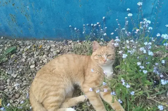 Потерянные животные Смоленск, фото: Пропал кот: Ржевский пер., Большая Демидовская, 06.10.22, рыжий с белыми пятнами.