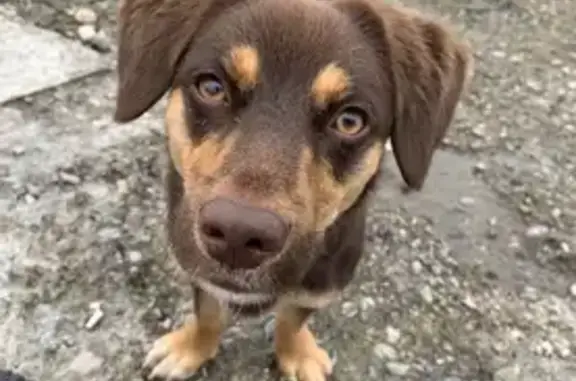 Пропала собака на Байкальской улице