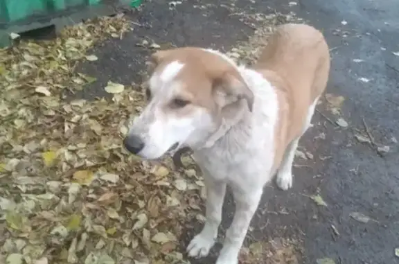 Собака на Чернышевского, 108 в Красноярске.