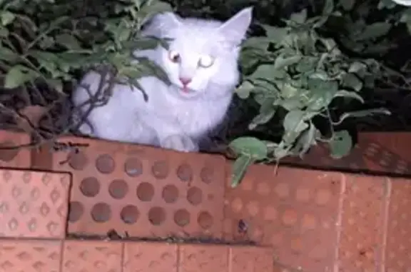 Потерянная белая кошка на Виноградной, 44, Краснодар
