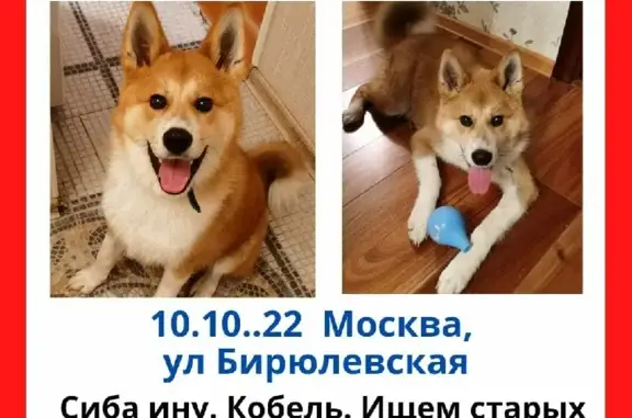 Собака найдена на Бирюлёвской улице, 13 к1, Москва.