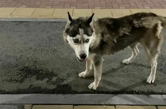 Собака Хаски на Золотистом бульваре, Екатеринбург.