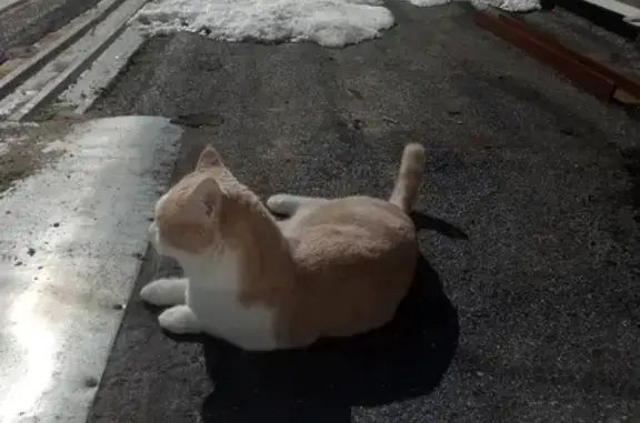 Кошки потеряшки, Тамбов, фото: Потеряшка кот Кузя, адрес: микр Телецентр, микр Майский, ул Запрудная.