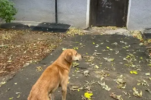 Найдена собака на ул. Баумана, 12 в Екатеринбурге