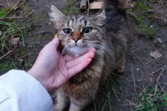 Найдена кошка с фиолетовым ошейником в Троицком (41 символ)