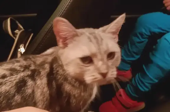 Найдена кошка на улице Куликова, Астрахань