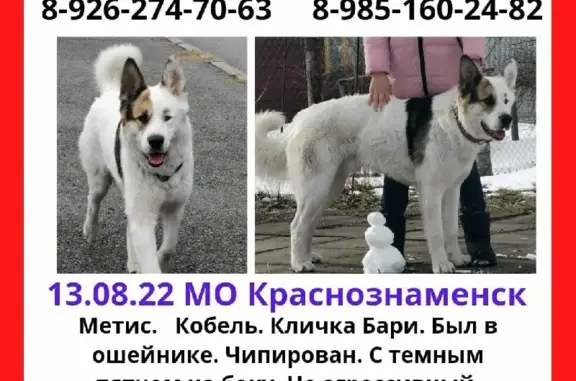 Пропала белая собака Метис на ул. Победы, Краснознаменск