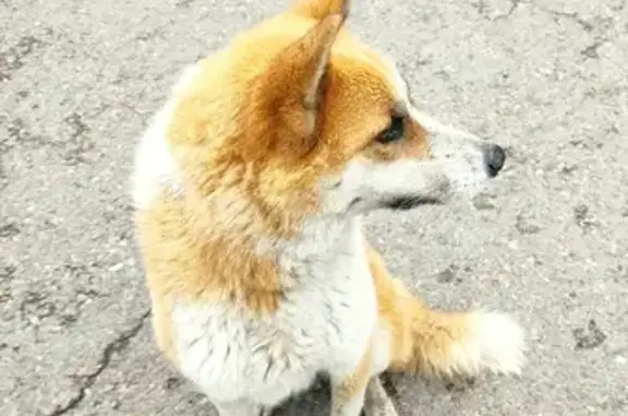 Найдена голодная рыжая собака на Взлётной улице, Красноярск