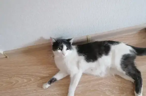 Потерялась домашняя кошка возрастом около года на улице Анатолия Мехренцева, Екатеринбург