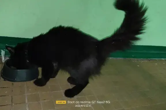 Найдена черная кошка на Речной улице, 6