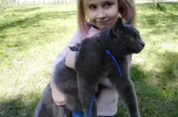 Кошки потеряшки, Санкт-Петербург, фото: Потеряшка кошка на ул. Пионерстроя, СПб