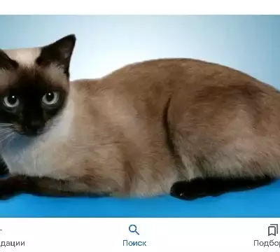 Пропала кошка на Ленинградской, 273 в Новосибирске.