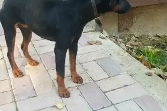 Собака найдена на турбазе «Нептун» в Краснослободске, Волгоградская область.