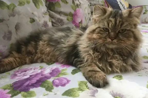 Пропала кошка породы Шотландская Хайленд в Большой Шильне, Татарстан