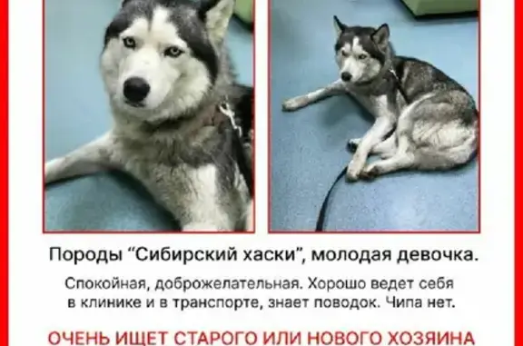 Собака найдена на 1-м Коптельском переулке, Москва