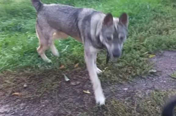 Найдена собака на улице Платова, 72В, Аксай