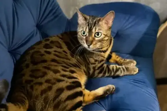 Кошки потеряшки, Гагаринский муниципальный округ, фото: Потеряшка Бенгальская кошка Лея возле заправки Роснефть