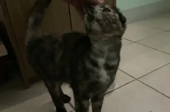 Найдена кошка на Гатчинской, 18