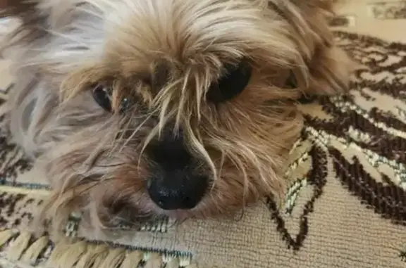 Собака Йоркширский терьер найдена в Таганроге на 11-м переулке