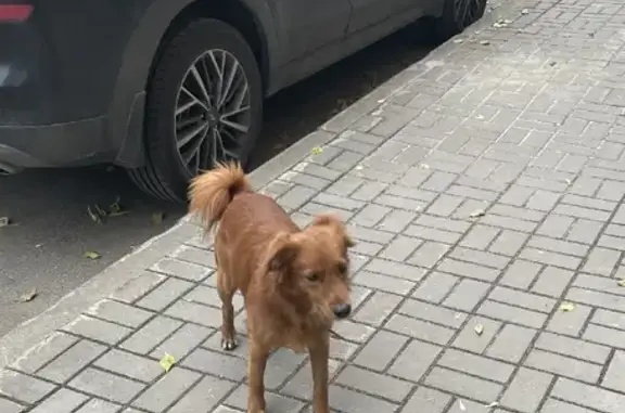 Собака ищет дом на Спортивном переулке, 7 в Томске