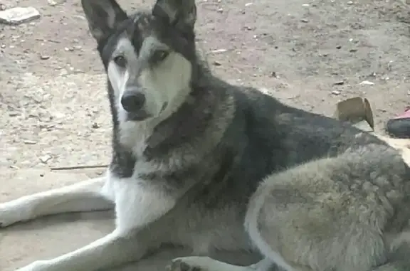 Пропала собака на Архангельской 11 в Астрахани