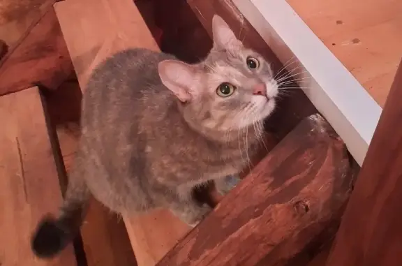 Кошки потеряшки, Москва, фото: Потеряшка кошка Фурри на 5-й Садовой