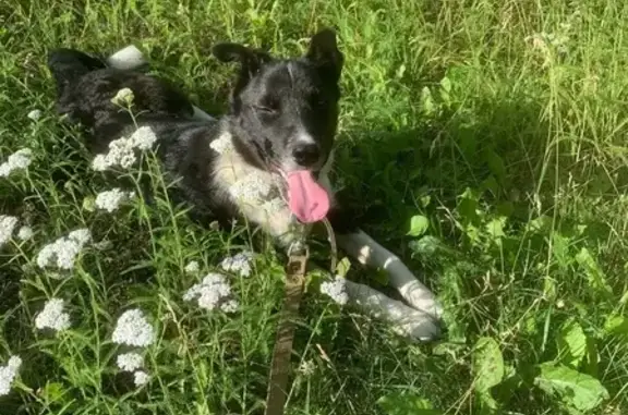 Собаки потеряшки, Ульяновск, фото: Потеряшка собака на улице Победы, Ульяновск