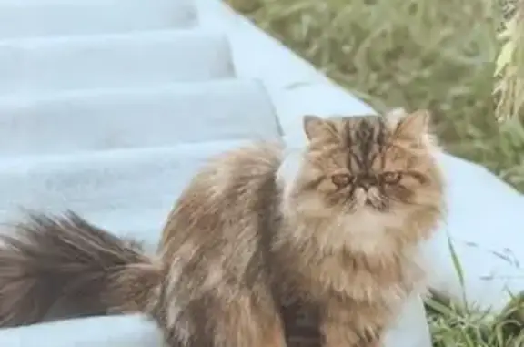 Пропала кошка Экзот персидский на Набережной, Казань