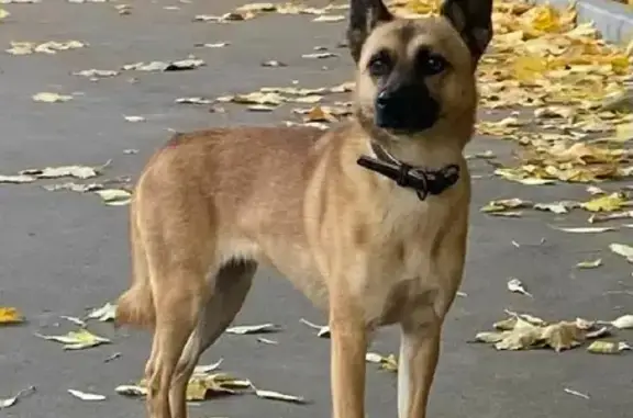 Найдена собака возле дома 13 в Москве