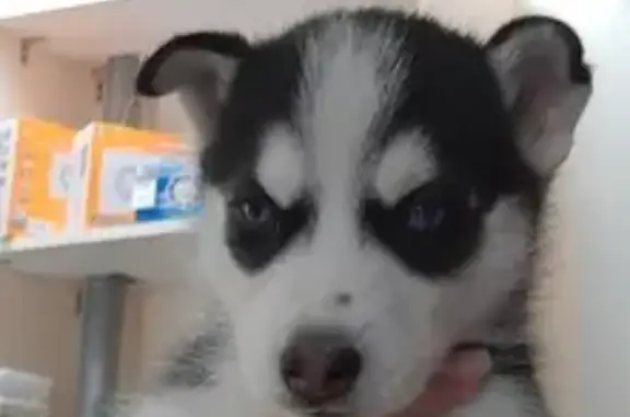 Собаки потеряшки, Санкт-Петербург, фото: Потеряшка собака Арчи на 11-й линии, СПб.