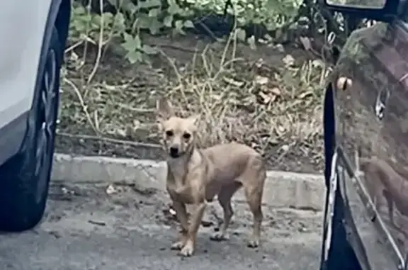 Потерянный пёс на улице Мира, 426/2, Ставрополь