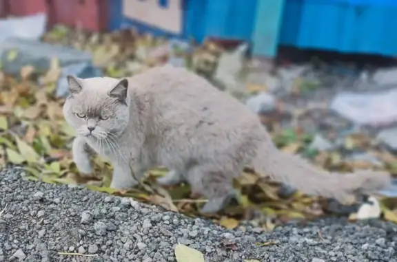 Найдена кошка в Обнинске на Киевском шоссе