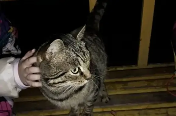 Найден серый полосатый кот на Весенней улице, Коломна