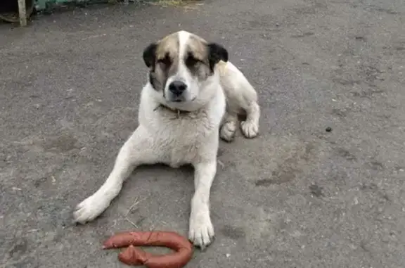 Пропала собака на Сельской Богородской, Уфа