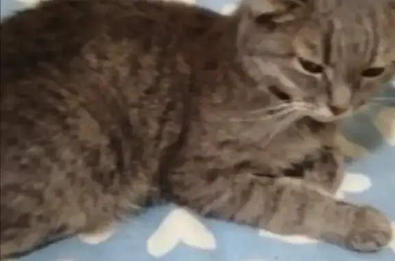 Пропала кошка Нюша в Солнечногорске, Московская область