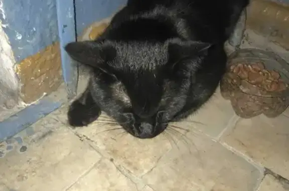 Найден чёрный кот возрастом 2 года на улице Часовая, Новосибирск