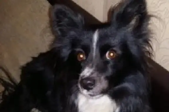 Пропала собака Мотя на Челюскинцев, 61, Нижний Тагил