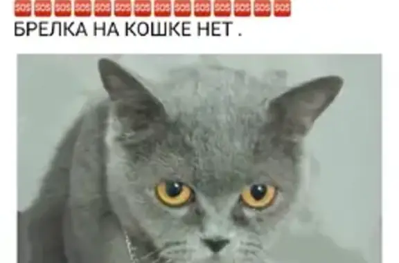 Пропала кошка Маша в Косулино, Свердловская область