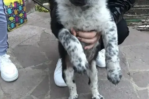 Найден щенок на остановке в Зубово, Башкортостан
