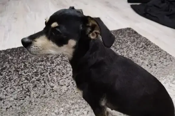 Найдена собака на ул. Попова, 150 в Барнауле