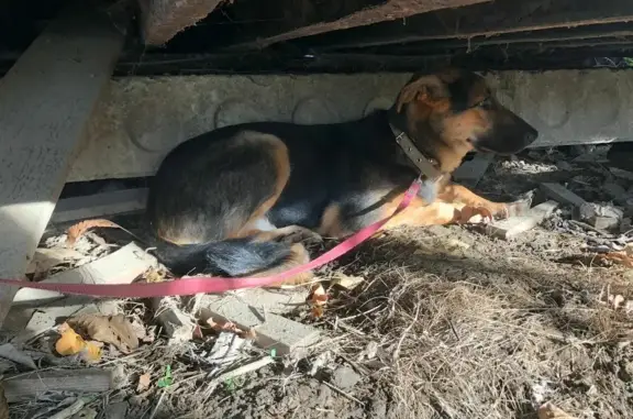 Найдена собака на Мурманской, 18 в Краснодаре