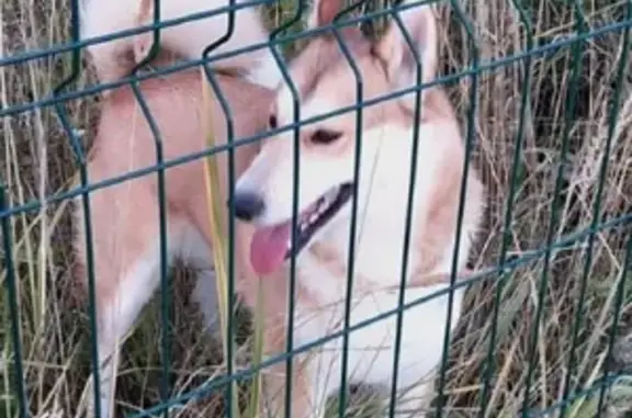 Найдена собака в Д П Пленицино, возможно Западно-сибирская лаечка.