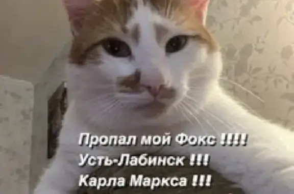 Пропала кошка Мальчик Фокс на ул. Карла Маркса, 190, Усть-Лабинск