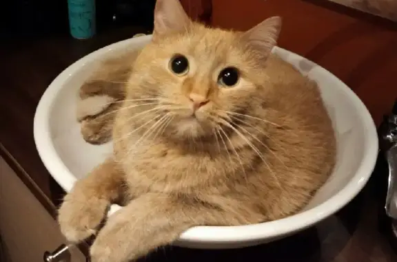 Кошки потеряшки, Москва, фото: Потеряшка кошка Рыжий на Михалковской улице, Москва